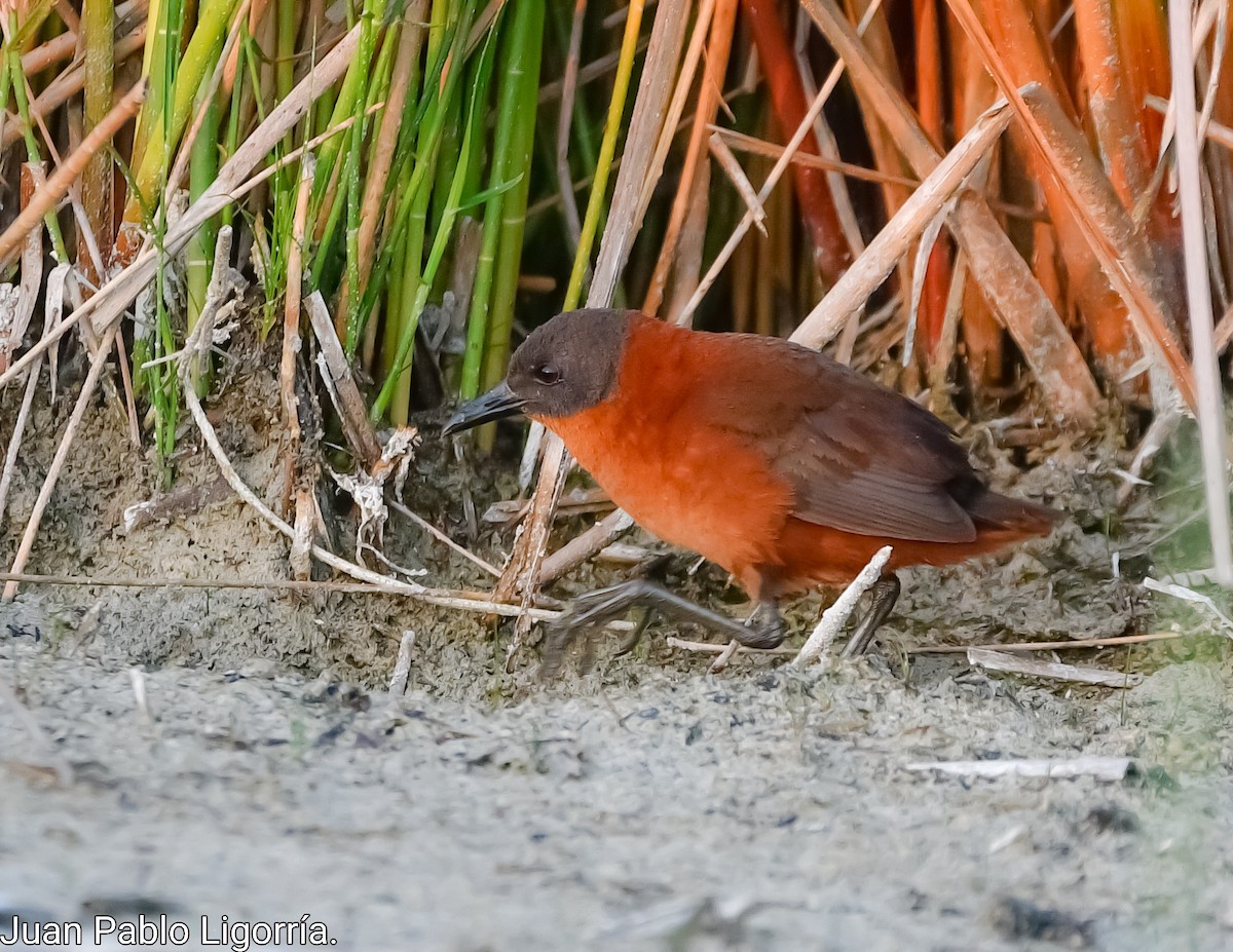 Ruddy Crake - ML500143121