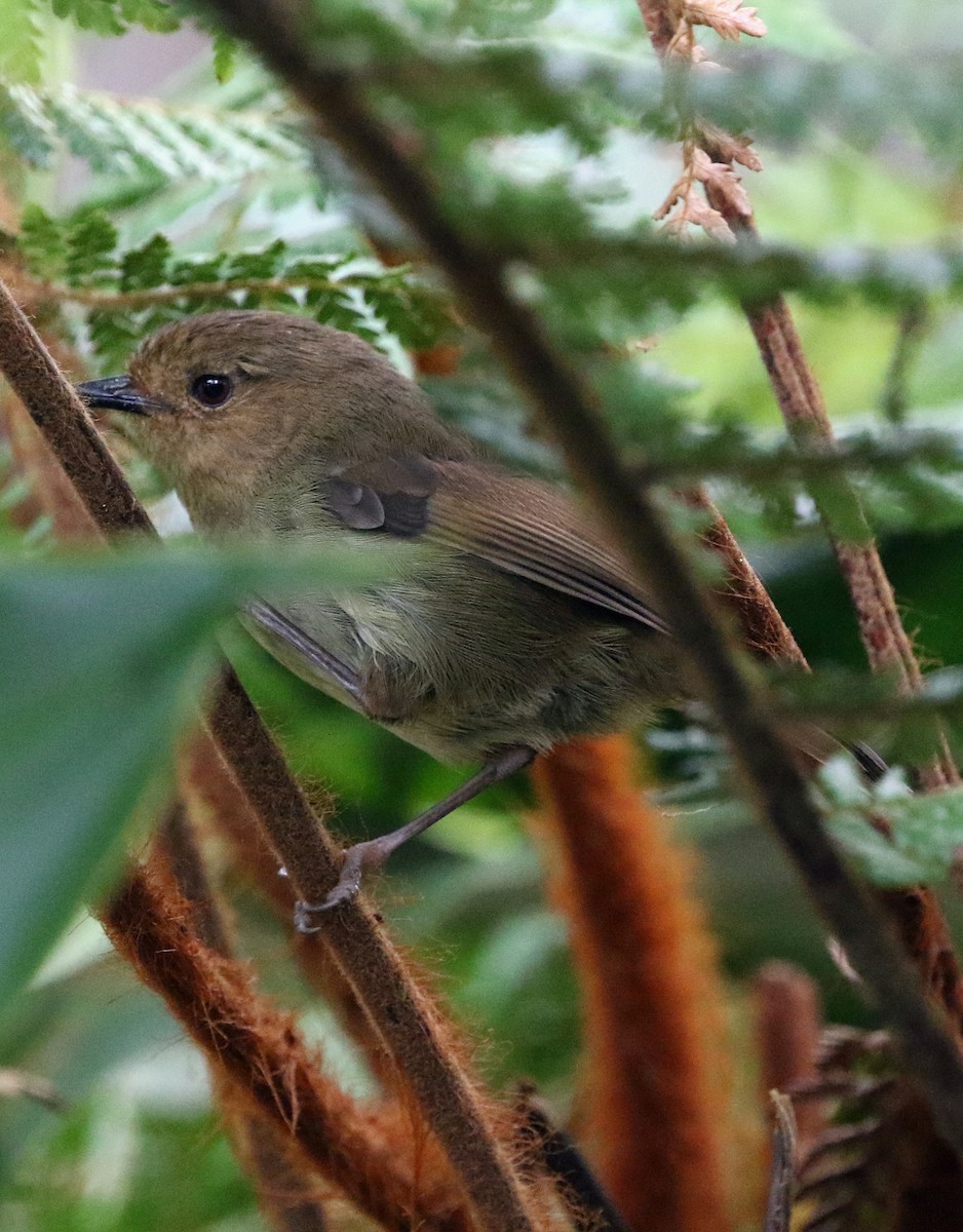 Papuan Scrubwren - David W Nelson