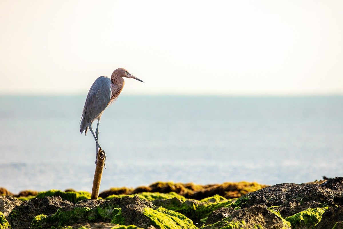 Reddish Egret - ML500143521