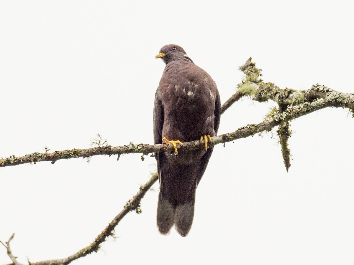 Band-tailed Pigeon - ML500143811
