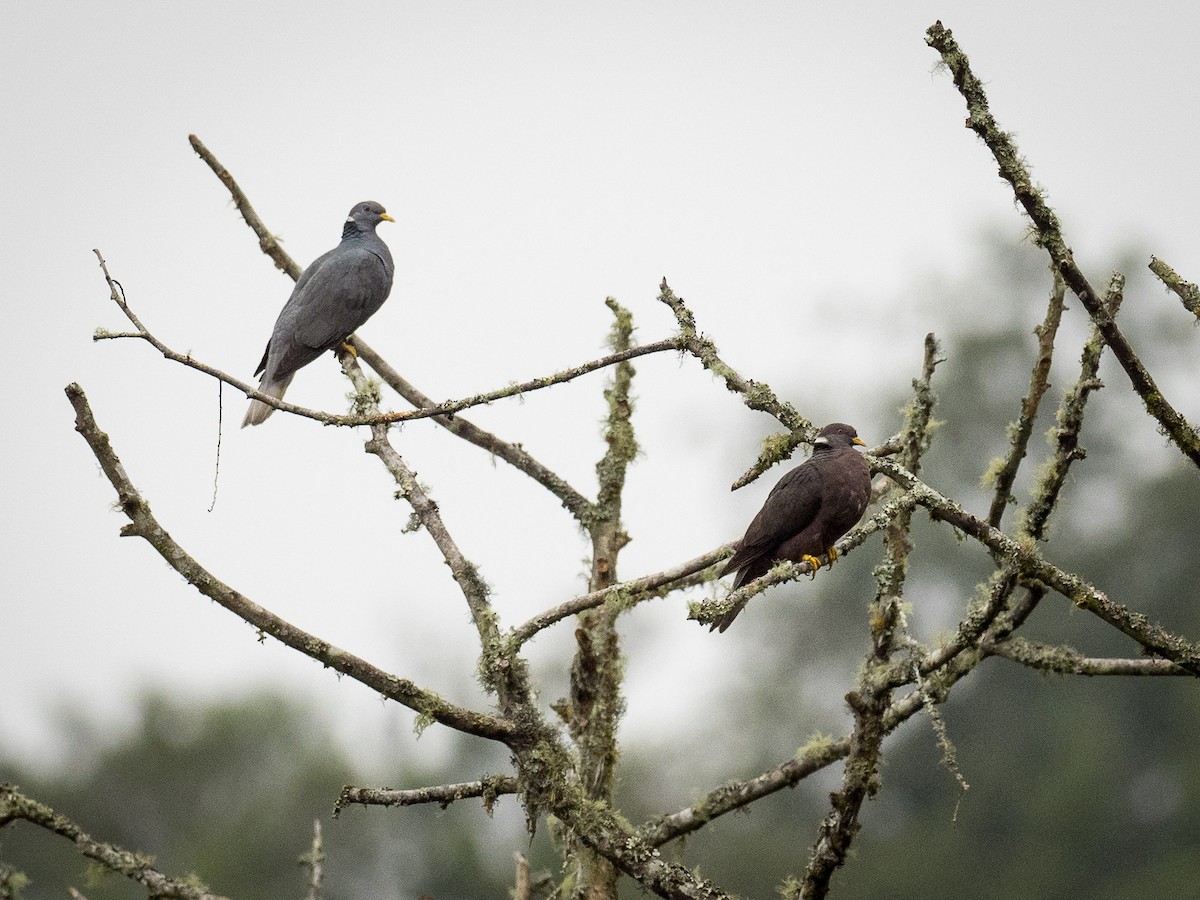 Band-tailed Pigeon - ML500143821