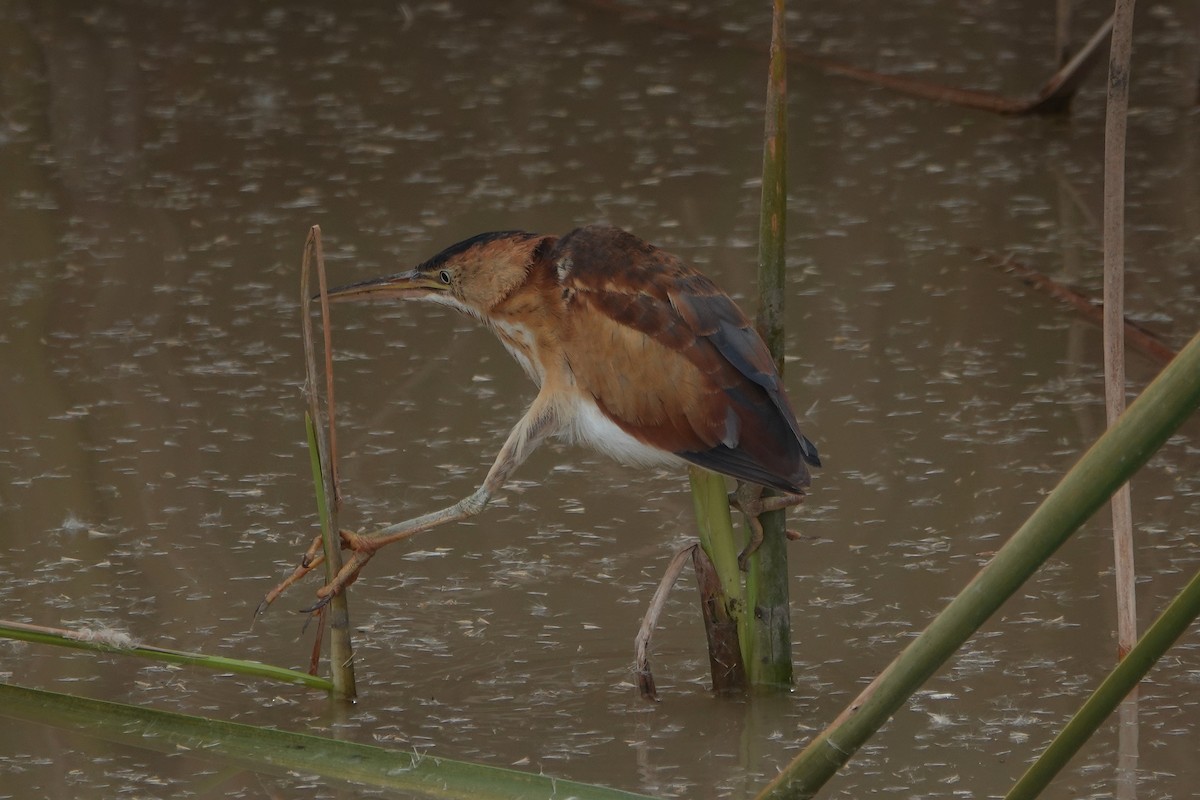 Least Bittern - ML500145261