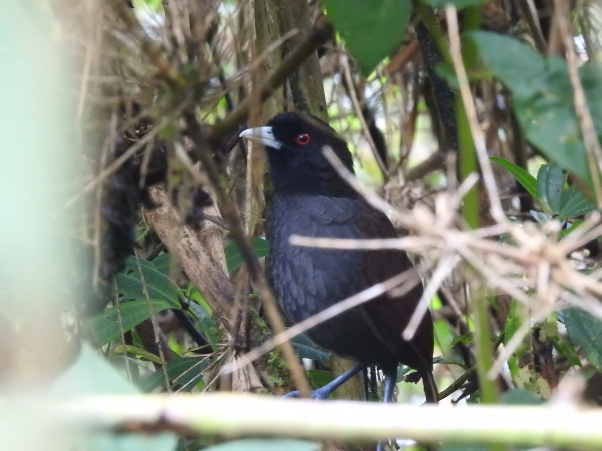 Pale-billed Antpitta - ML500146461