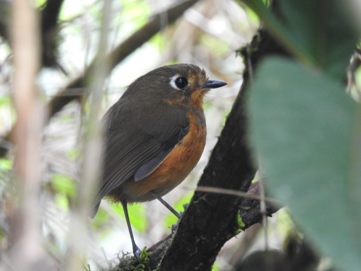 Leymebamba Antpitta - Daniel Lane