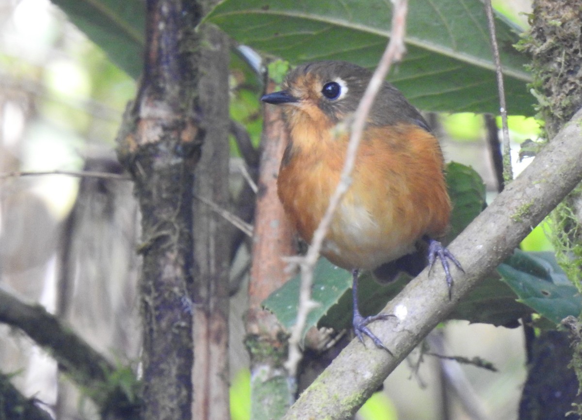 Leymebamba Antpitta - Daniel Lane