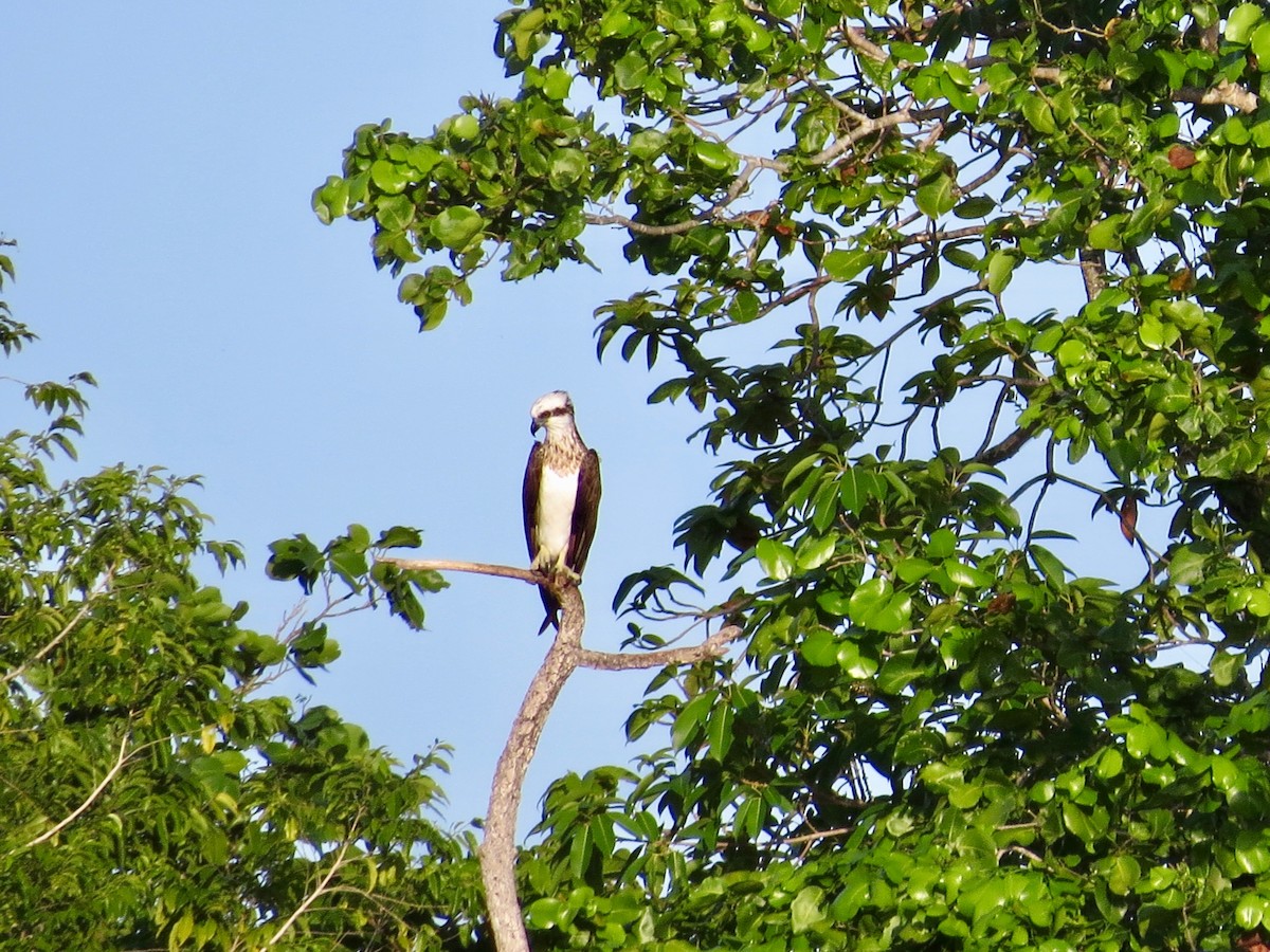 Osprey (Australasian) - ML50014701