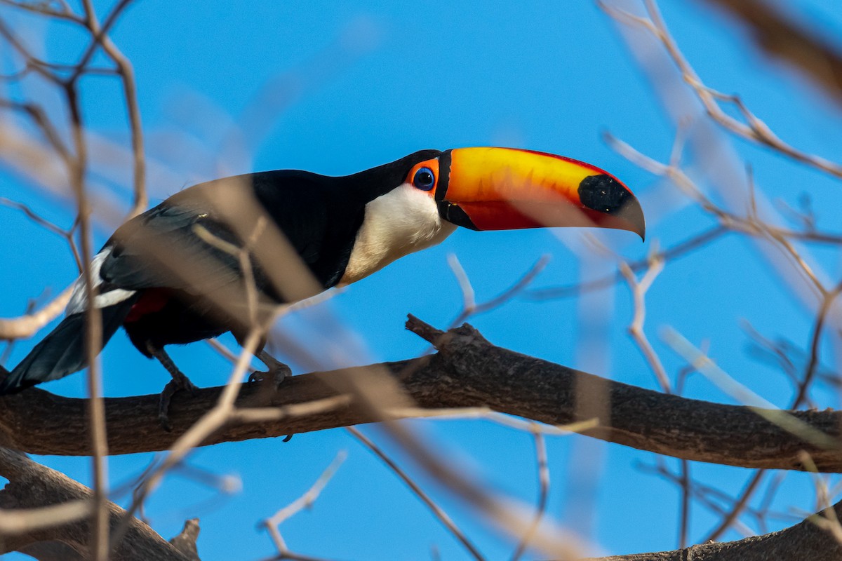 Toco Toucan - Pablo Ramos