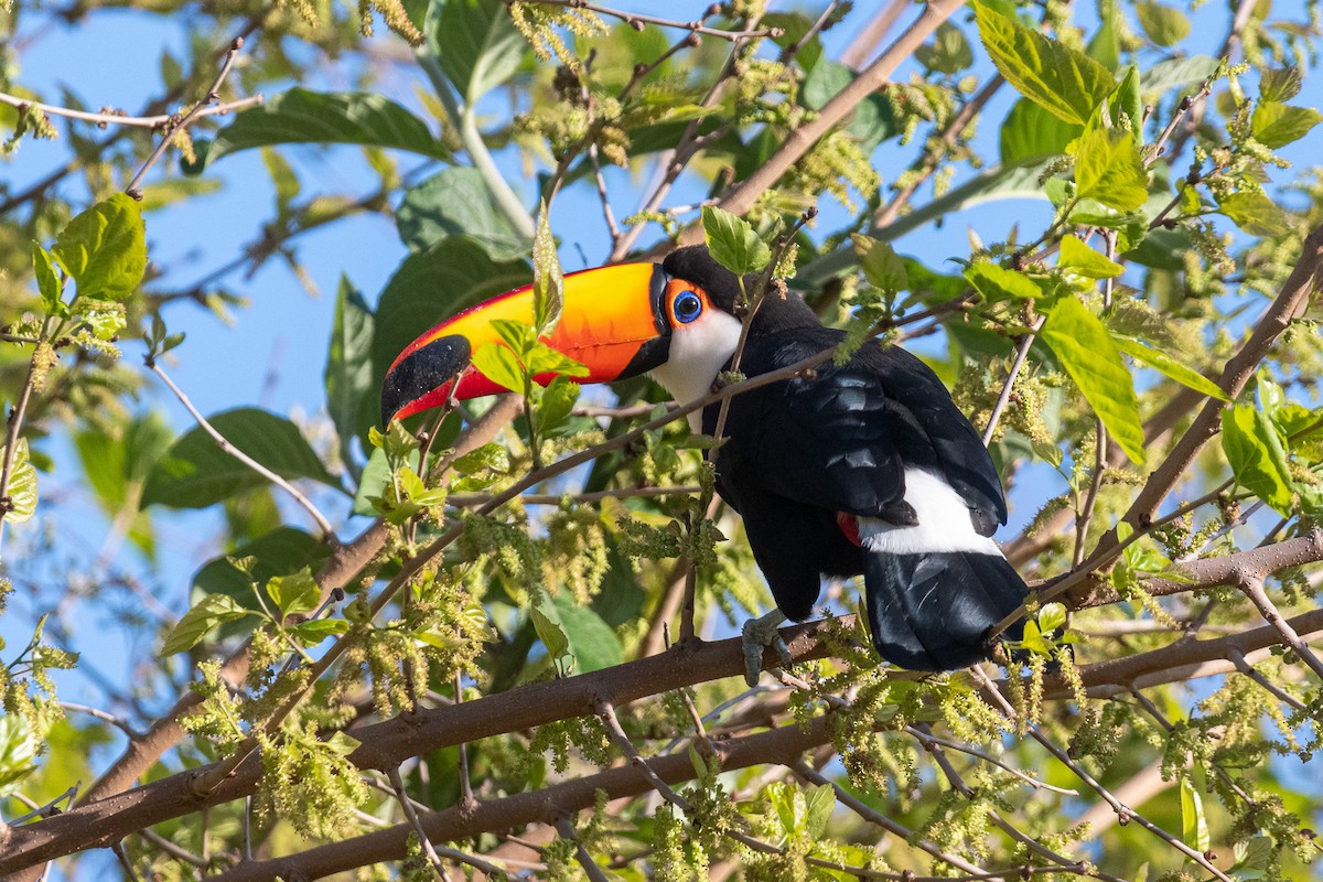 Toco Toucan - Pablo Ramos