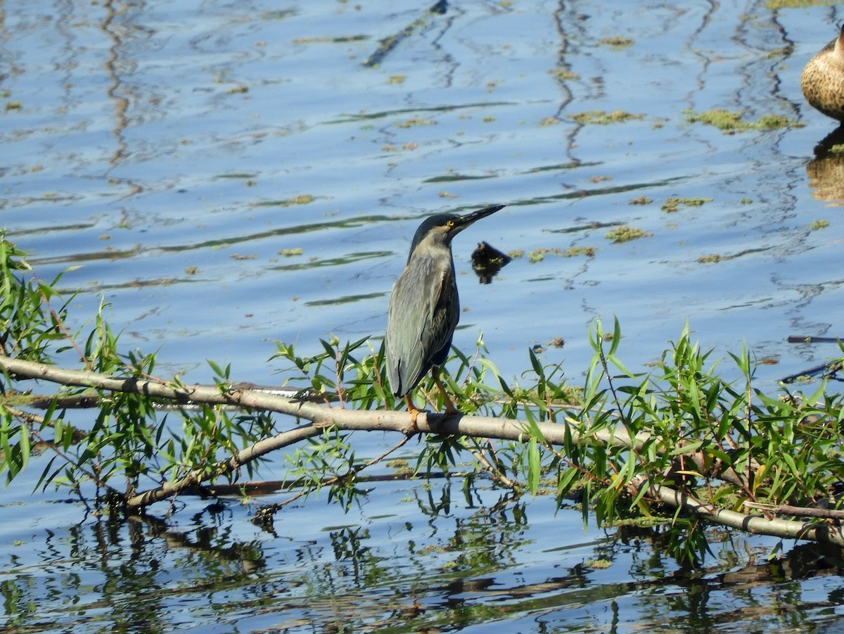 Striated Heron - ML500148411