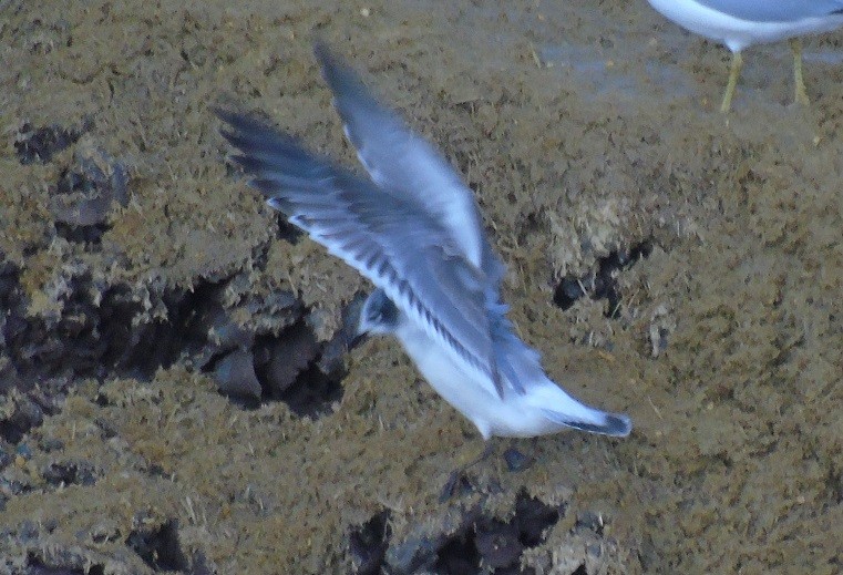 Franklin's Gull - ML500149781