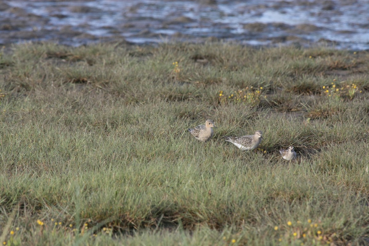 Buff-breasted Sandpiper - ML500149821