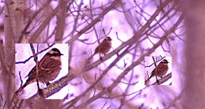 Siberian Accentor - ML500149901