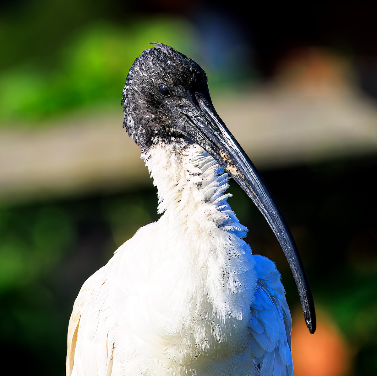 Australian Ibis - ML500149991