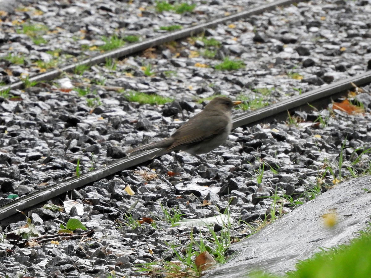 Creamy-bellied Thrush - ML500150171