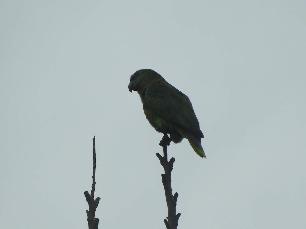 Turquoise-fronted Parrot - ML500150251