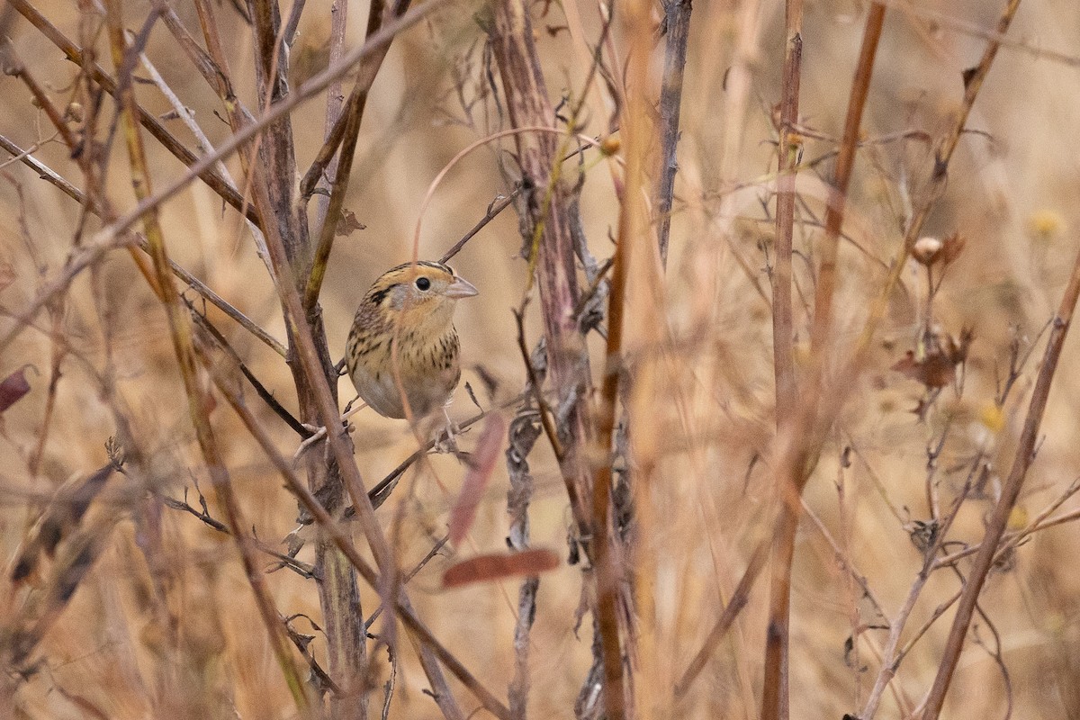 LeConte's Sparrow - ML500150791