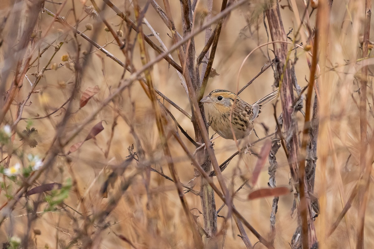 LeConte's Sparrow - ML500150801