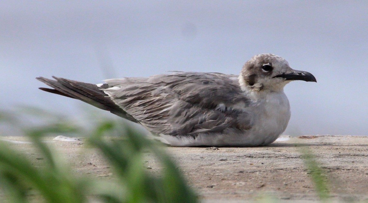 Laughing Gull - ML500151571