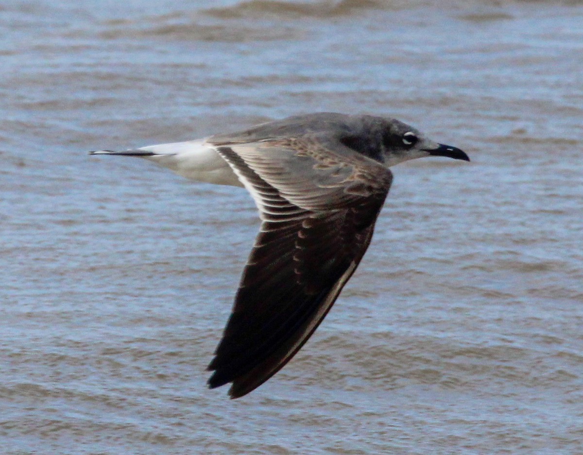 Laughing Gull - ML500151591