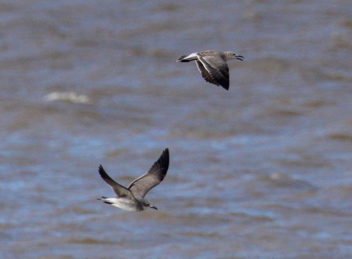 Laughing Gull - ML500151601