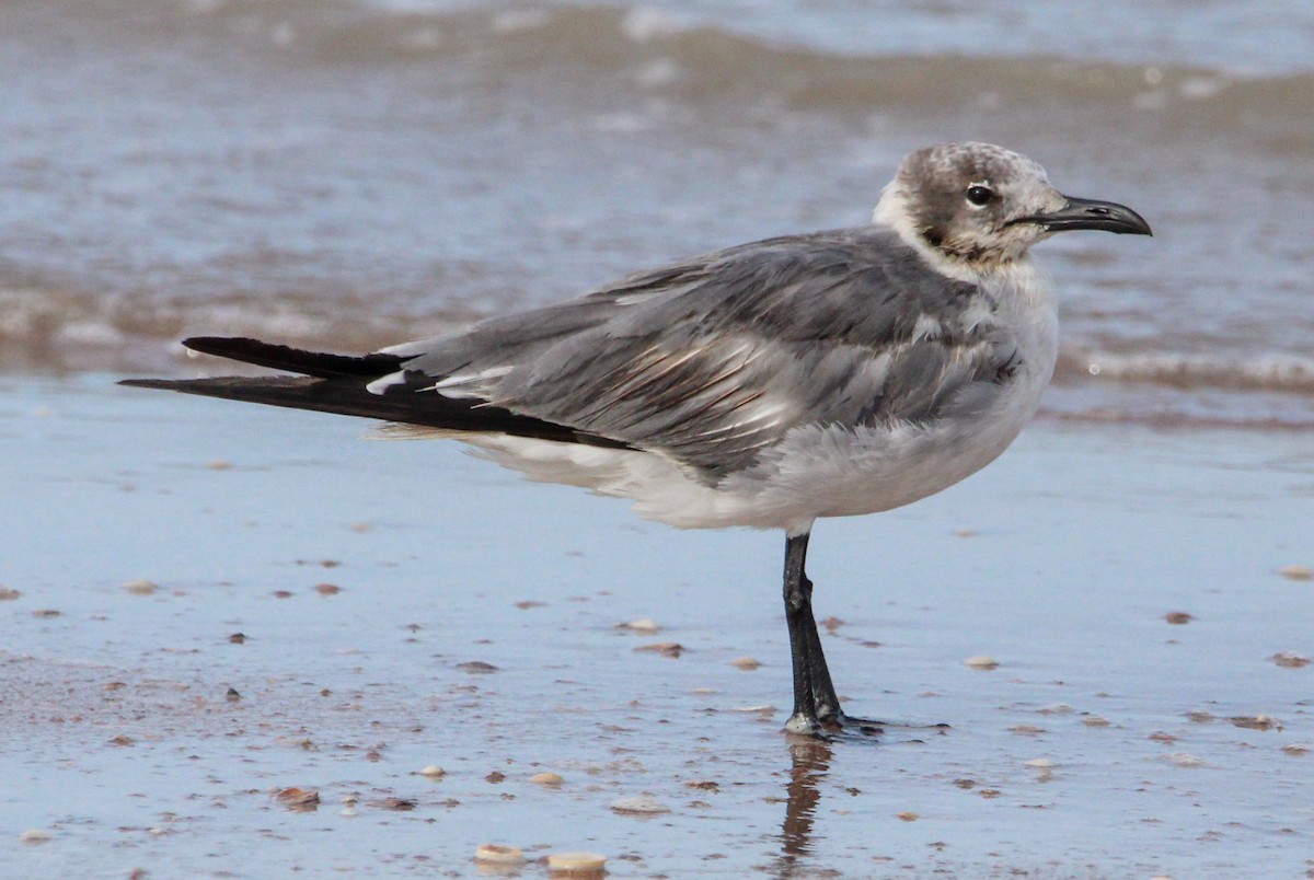 Laughing Gull - ML500151631