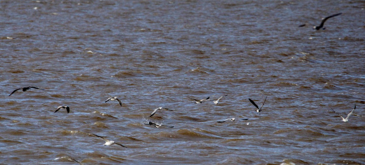 Laughing Gull - ML500151671