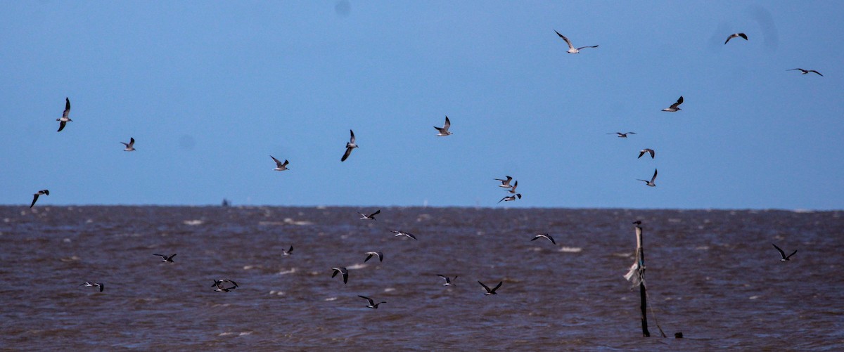 Gaviota Guanaguanare - ML500151691