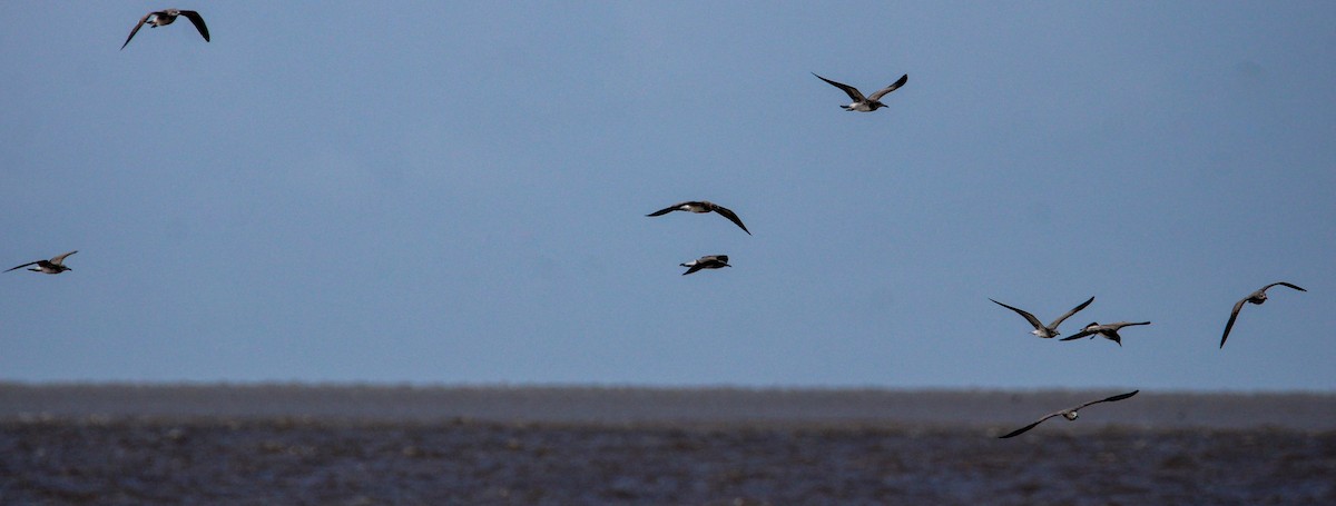 Laughing Gull - ML500151711