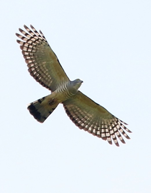 Pacific Baza - ML500152501