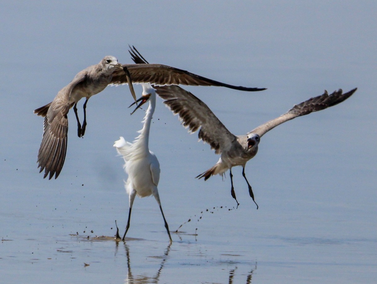 Laughing Gull - ML500152991