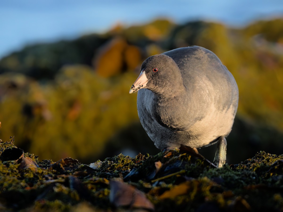 American Coot - ML500153491