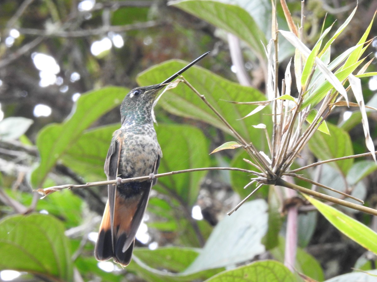 Violet-throated Starfrontlet (Huanuco) - ML500154211