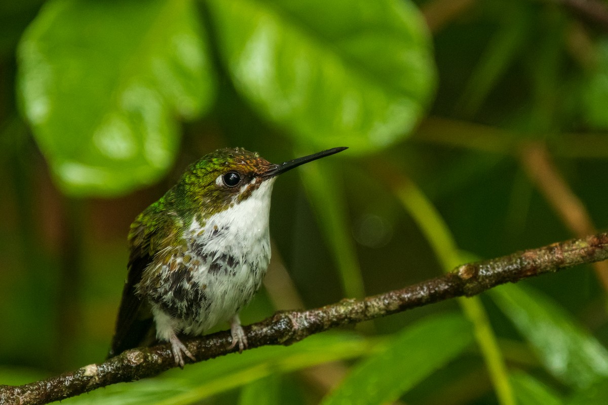 White-booted Racket-tail - Robert Gundy
