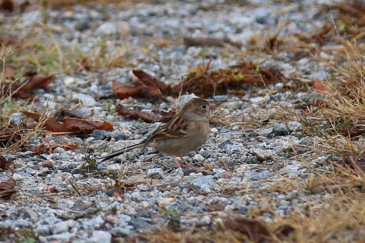 Field Sparrow - ML500154841