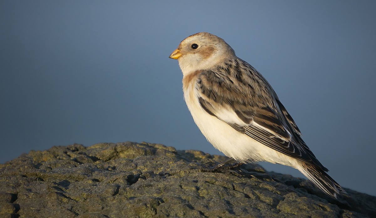 Snow Bunting - ML500155241