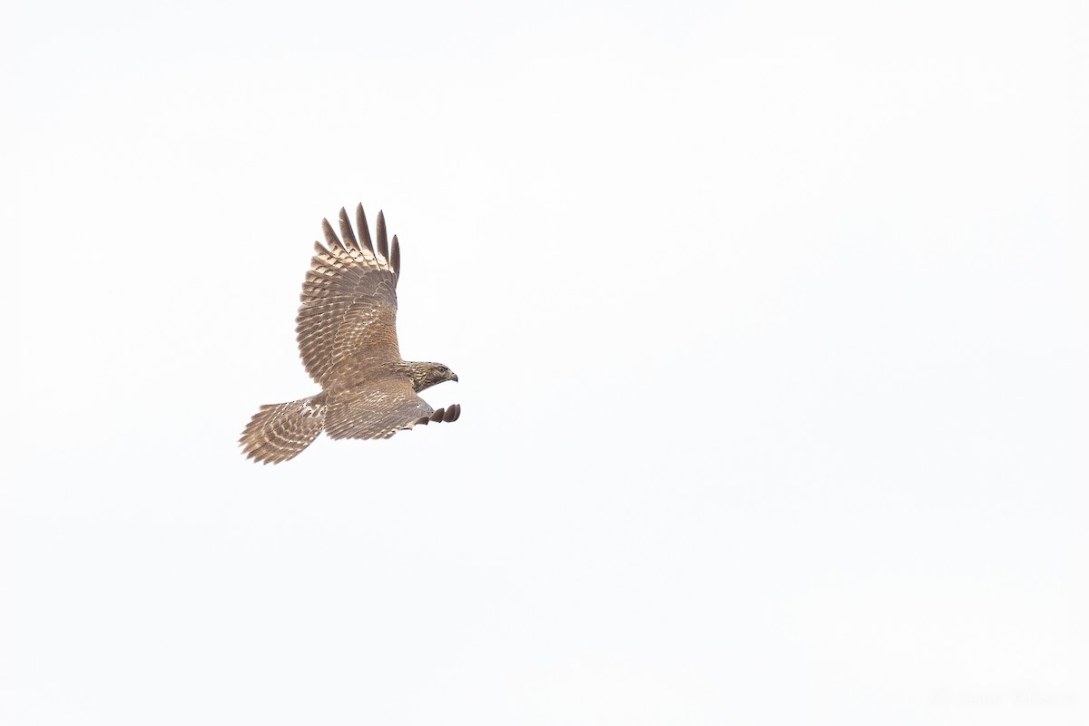 Red-shouldered Hawk - ML500155911