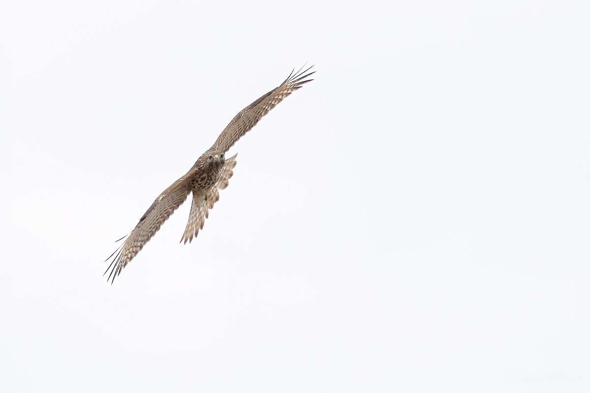 Red-shouldered Hawk - ML500155991