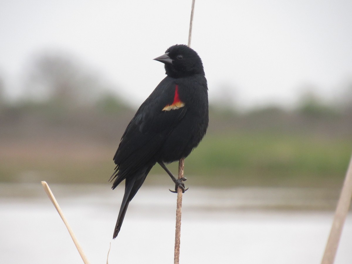 Red-winged Blackbird - ML50015731