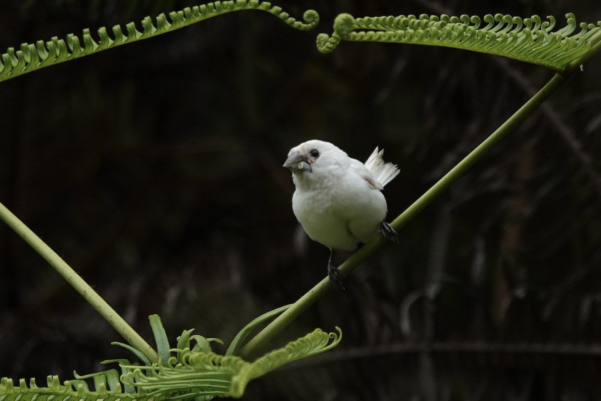 Lonchura sp. - ML500157361