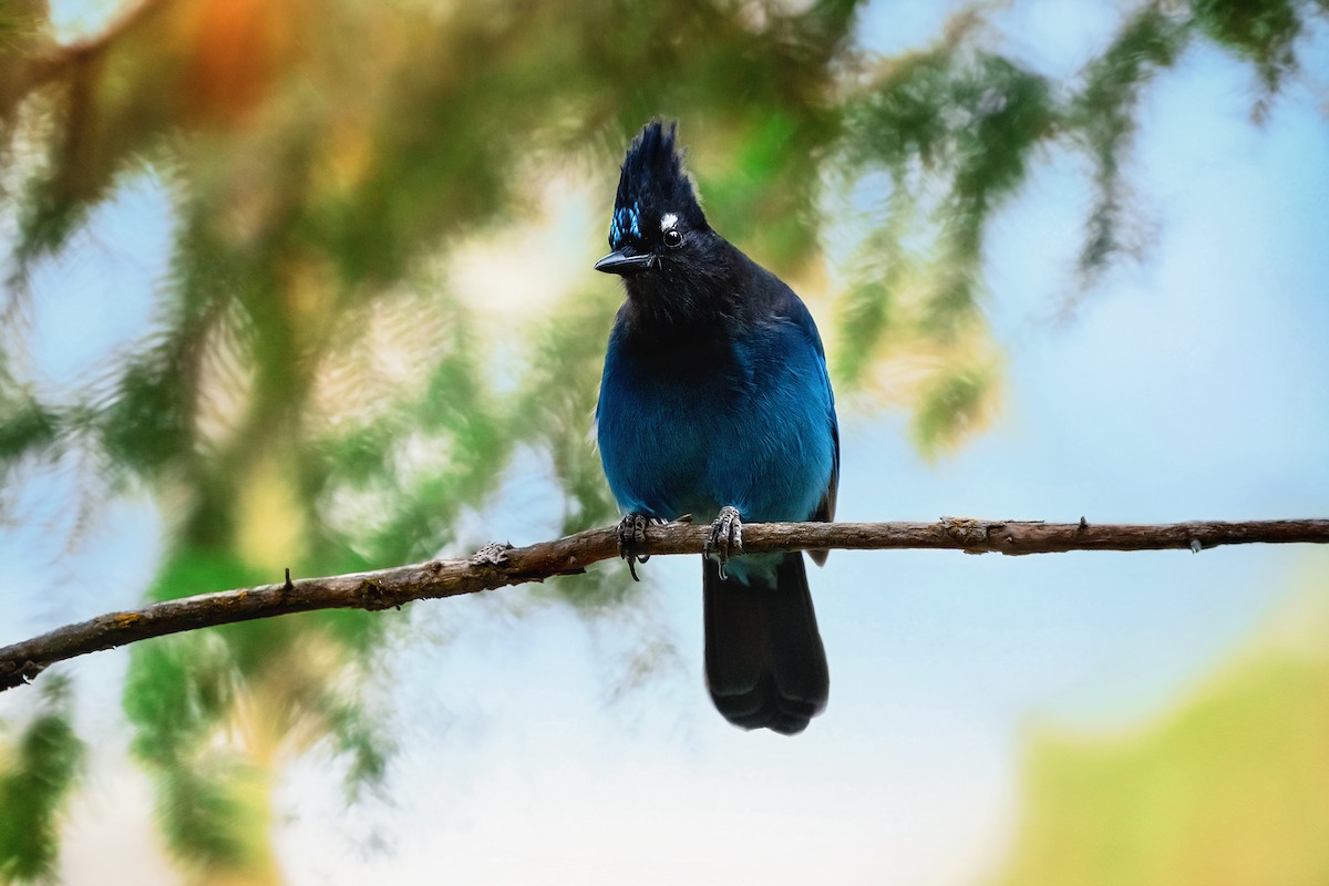 Steller's Jay - ML500159081