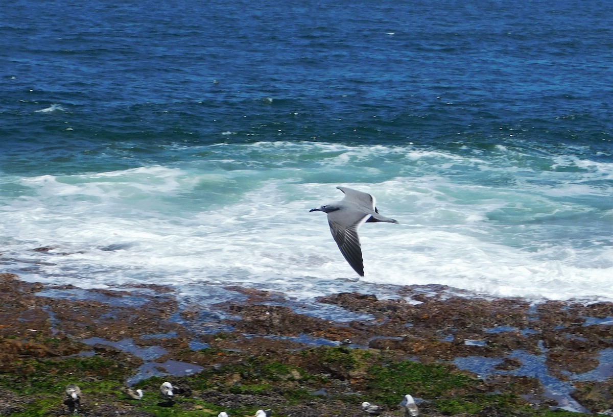 Gray Gull - ML500159991
