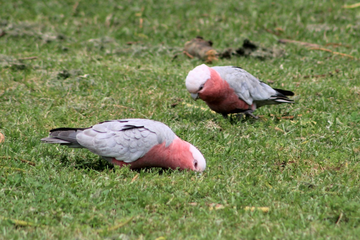 Galah - ML500162491