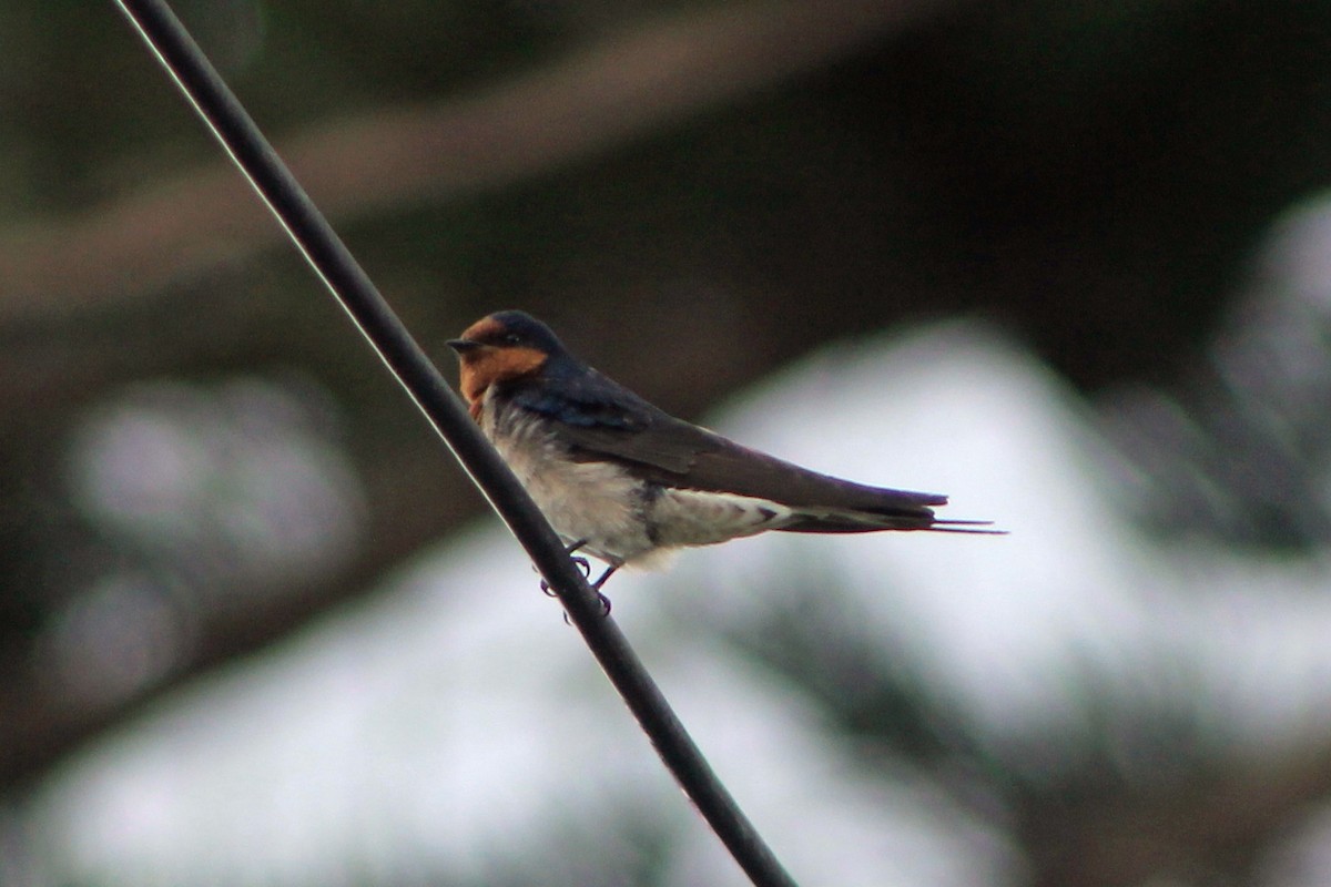 Welcome Swallow - ML500162531
