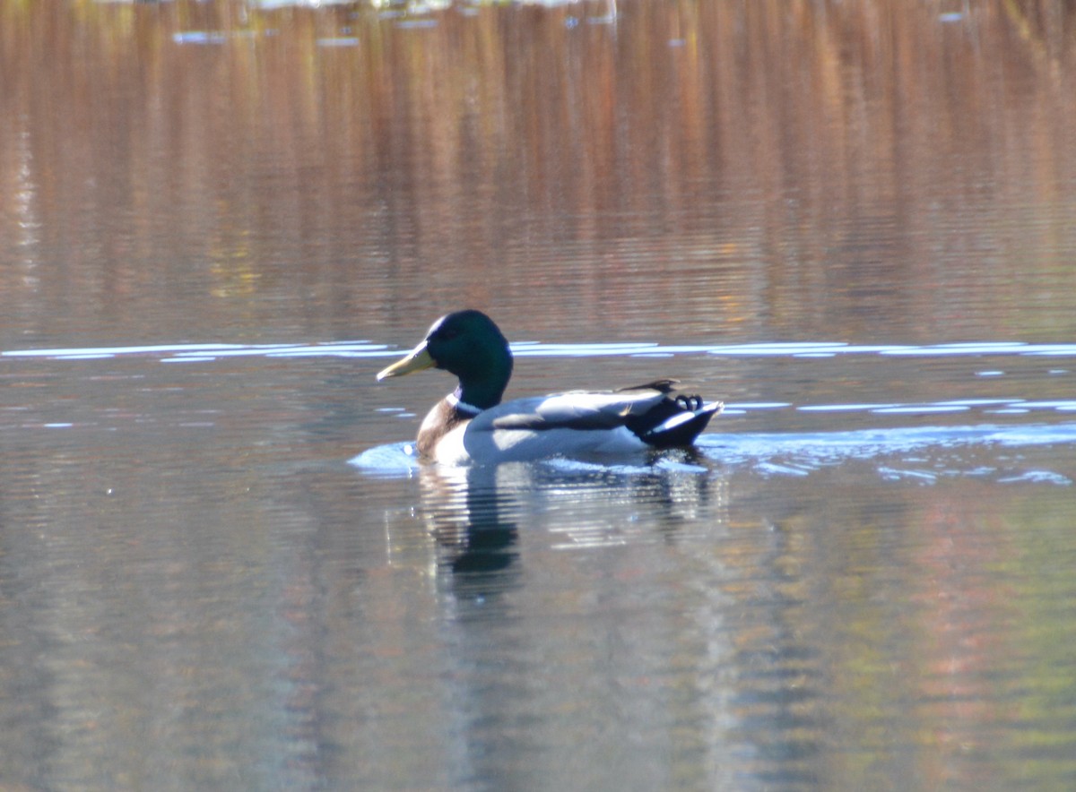 Mallard - ML500162671