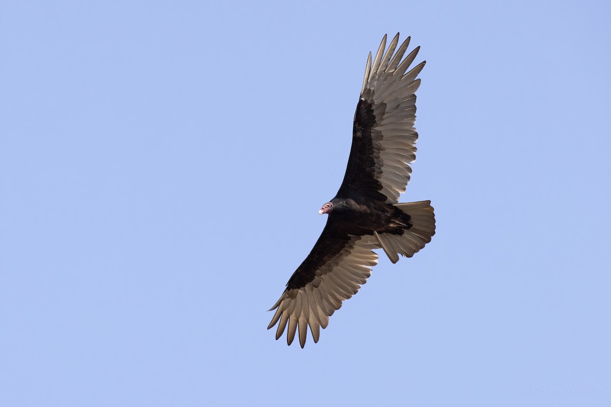 Turkey Vulture - ML500163751