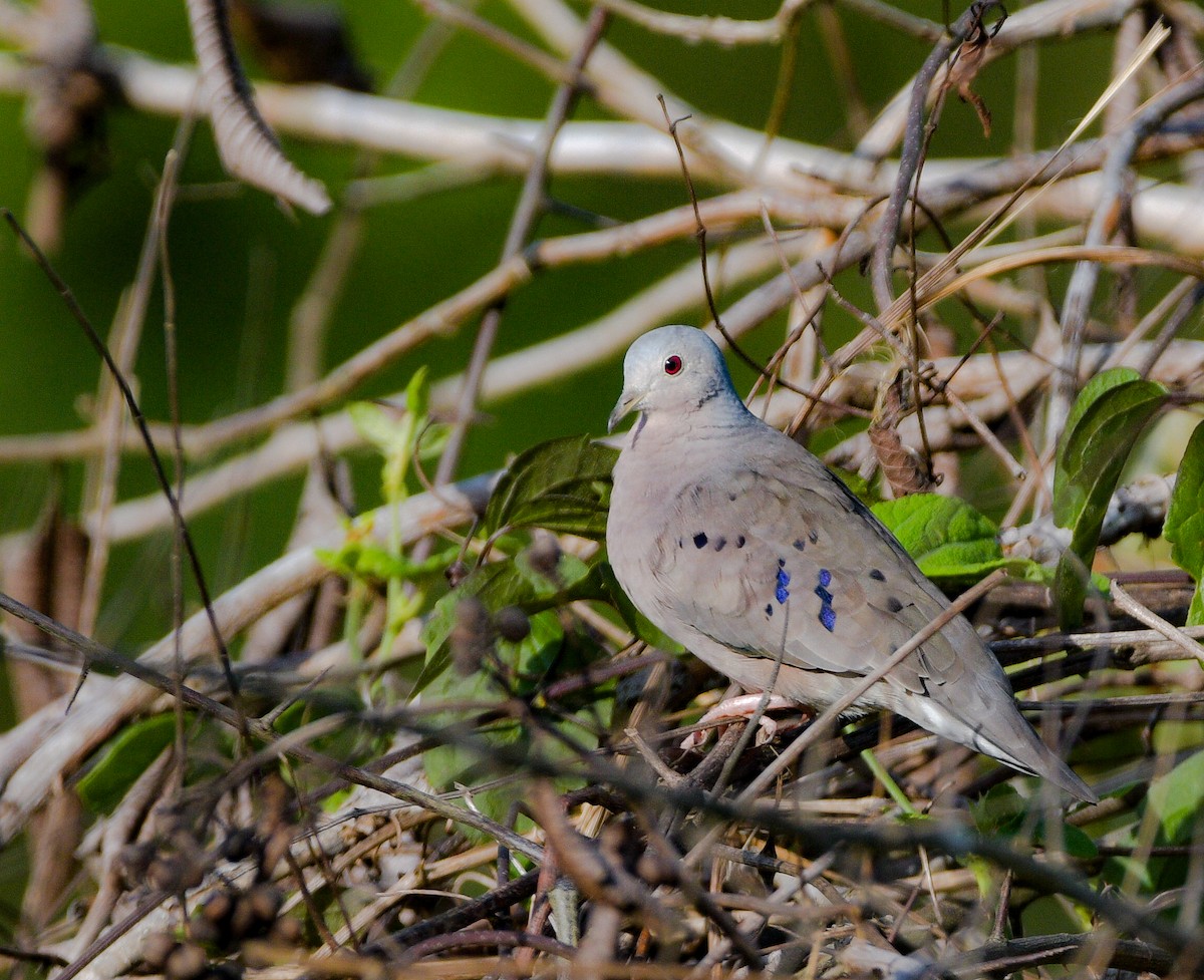 Plain-breasted Ground Dove - ML500163931