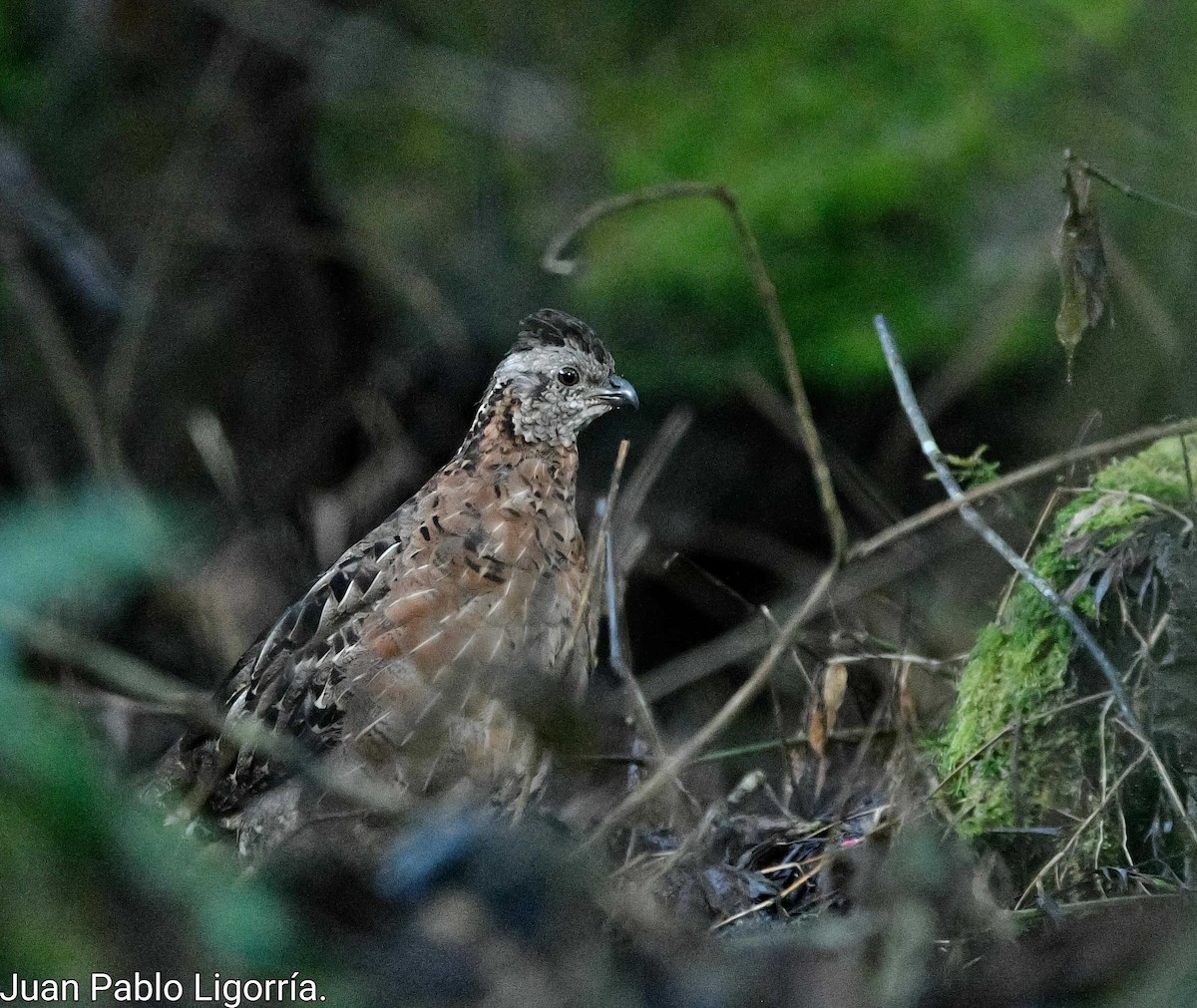 Singing Quail - Juan Pablo Ligorria