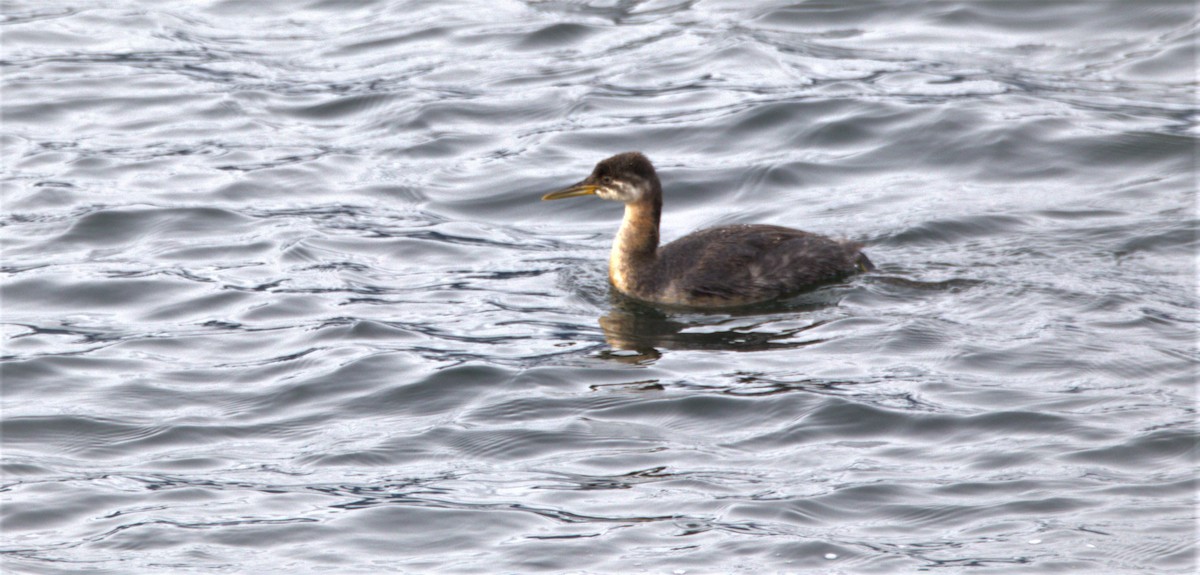 Red-necked Grebe - ML500164811