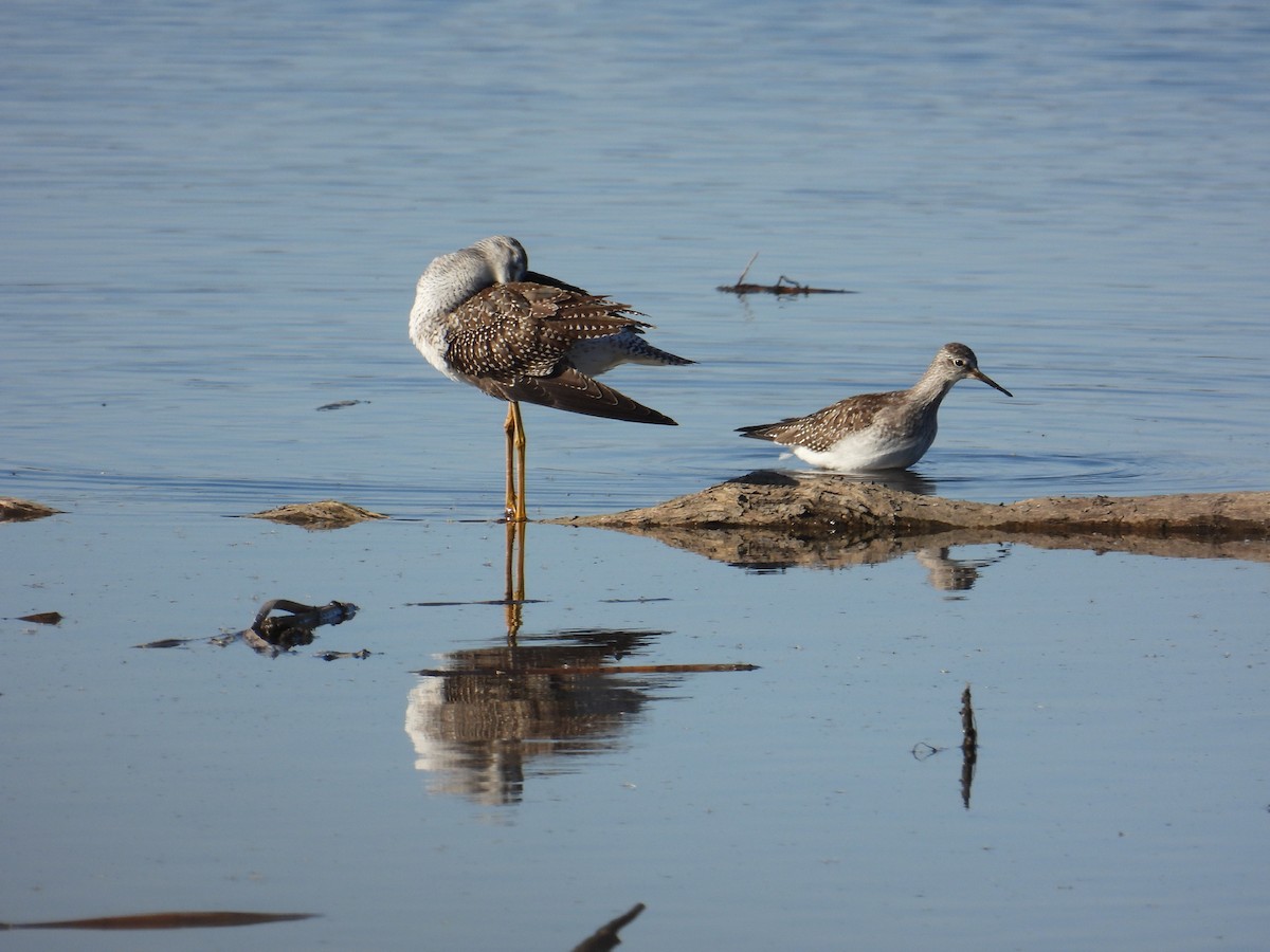 Lesser Yellowlegs - ML500167881