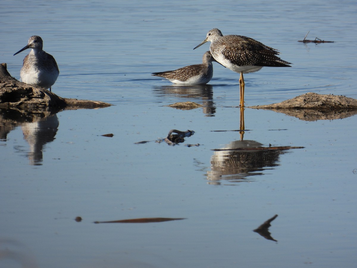 Lesser Yellowlegs - Doug Hartl